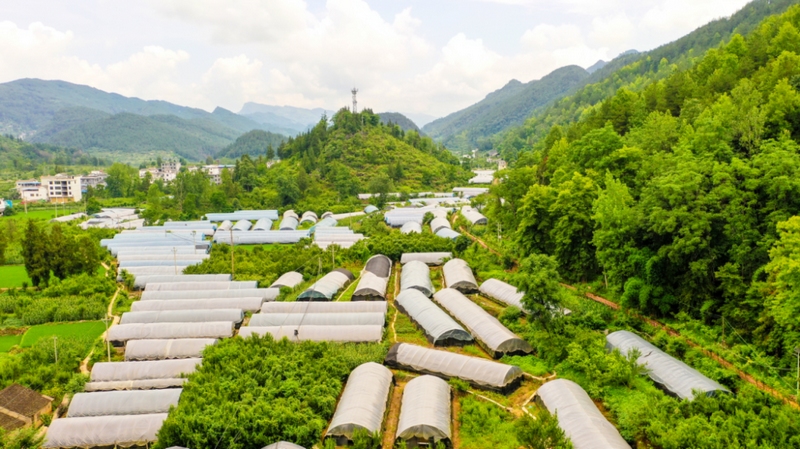 沿河：鐵皮石斛花開出“美麗經濟”