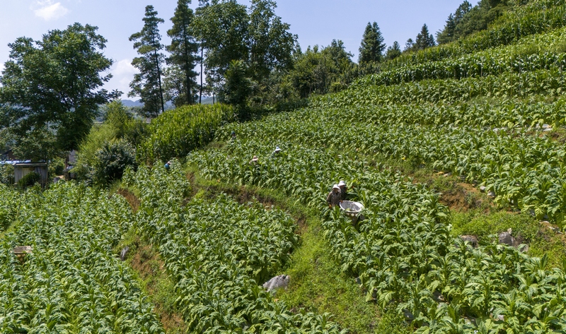 采摘烤煙。